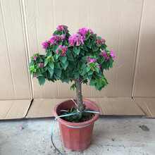 【带花 顺丰发货】重瓣三角梅盆栽树苗爬藤老桩带花苞发货室内外观花植物绿植花卉盆景 棒棒糖【塔紫】 福建基地【含育苗盆土】