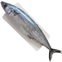 觅客 鲅鱼 蓝点马鲛鱼 鲜活海捕冷冻海鲜水产马鲛鱼新鲜青岛大鲅鱼 5斤装（6-8两/条）（6-8条）