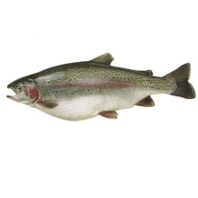 一条鲜活虹鳟鱼淡水三文鱼冰鲜发货活鱼现杀新鲜 姬美食尚 3斤