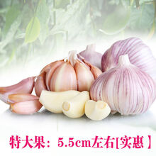 大蒜大蒜头5斤干蒜3/2斤特大果紫白皮大蒜头批发 3斤特大果【精选干蒜】