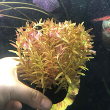 坨草鱼缸草缸装饰淡水造景懒人真水草新手入门级增氧活体无需底沙 粉红宫廷小坨