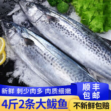 顺丰速运 大鲅鱼马鲛鱼新鲜冷冻海鱼鲅鱼海鲜水产 力推整条鲅鱼4斤(约2条)