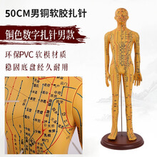 50CM人体针灸模型 铜人人体穴位模型 男铜硬胶款 上海经络通针灸穴位人体模型 刻字高清大字体 50cm男铜硬胶款