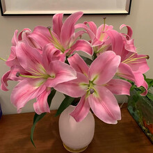 普拉芬多粉色百合鲜花家庭办公室插花直批直发水养室内鲜切花祝福 普拉芬多百合2头一扎10支 颜色有深浅