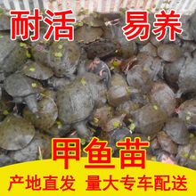 大甲鱼活体黄沙鳖生态王八水产中华鳖鳖苗鲜活珍鲁赤尔 6两养殖苗 【2只装】