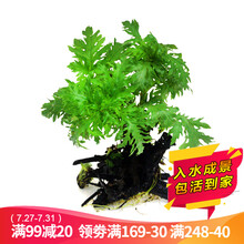 云峰海瑞 水草活体鱼缸造景套餐用品水榕水族箱装饰鱼缸种子沉木活水草 水罗兰沉木单头（大小叶随机发货）