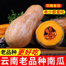 老南瓜云南热带南瓜新鲜批发黄南瓜板栗味 3斤