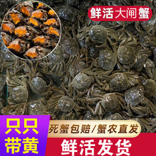 现货鲜活小螃蟹活的一元蟹两元蟹母蟹毛蟹大闸蟹河蟹母包赔 欧登城娜 1.9-2.2两4公4母