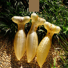 康中尊 正宗野生蜘蛛胶鱼胶公肚 深海花胶干货  100克9个