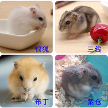 小仓鼠活物打过疫苗紫仓布丁银狐三线长毛白熊肉桂丁香米熊金丝熊虎纹熊奶牛熊眼圈熊纯杂银花仓奶茶金狐公婆 紫仓+银狐
