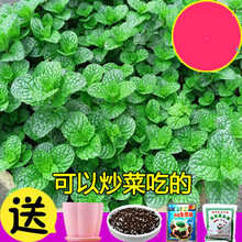 满天星花种盆栽薄荷四季种易活开花不易断室内植物花草好养的花 食用薄荷300粒套装 不含盆