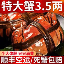 【活蟹】【现货】 大闸蟹鲜活 六月黄  喜鲜德 现货大螃蟹 江苏特产 湖蟹  稻田蟹 生鲜 六月黄2.2-2.6两16只