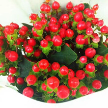 （linkinjoy） 红豆鲜花家居生活七夕礼物生日 基地直发 红豆10枝一扎