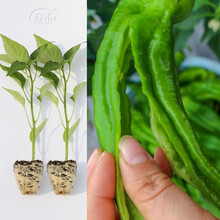 寿禾辣椒苗子大全长尖椒小米椒蔬菜苗寿光秧苗带土盆栽阳台菜苗子 薄皮辣椒苗（泡椒）6棵