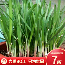 大禹 紫根韭菜盆栽苗宽叶韭菜根现挖红韮菜独根四季阳台春季蔬菜 紫根韭菜根400棵（新苗  ）