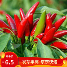 凤鸣雅世 四季蔬菜种子都市菜园速生籽阳台农家庭院盆栽菜种子油菜菠菜芹菜香菜种籽孑油麦菜油菜蔬菜种孑 红焰焰朝天椒种子100粒小包装