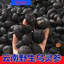 伟博云南野生乌灵参10克鸡枞蛋干货中药材乌苓参雷震子鸡茯苓 野生乌灵参（20克）实惠装