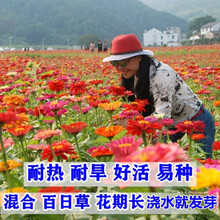 蝶遇户外混合百日草花种易活四季易活重瓣大花庭院耐热耐旱路边绿化花卉盆栽植物室内花种籽室外花籽草花种子 多年生野花组合半斤