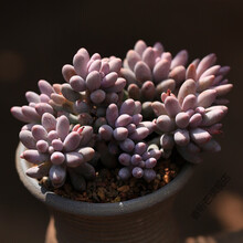 七夕情人节礼物蒂亚多肉植物大株老桩石莲花大号巨型肉含盆栽颗 婴儿手指[多头群生10cm左右] 不含盆