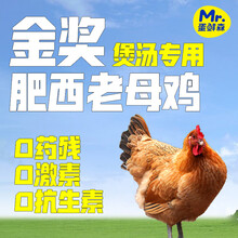 蛋鲜森 散养肥西老母鸡 生鲜禽类 1只2斤 含黄油蛋花鸡胗 源头直发包邮