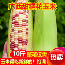 现摘花糯玉米10斤装 新鲜苞米粘黏香甜水果玉米粒棒子 现摘 【净重5斤】