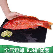 生鲜  海钓海捕石斑鱼海鲜水产鲜活冷冻带鱼马鲛鱼多宝黄花大深海鱼 名贵东星斑500克1条