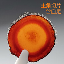 鹿茸半腊片鹿茸血片红粉片吉林长白山鹿茸鹿茸蜡片泡酒料材澳福来