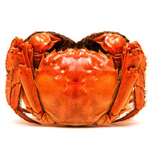 【活蟹】蟹满堂大闸蟹 精品六月黄  现捕现发 海鲜水产礼盒装 2.5两-2.8两 8只装 六月黄