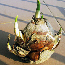 杏花天水培花卉绿植盆栽【30粒已开口碗莲子套装】荷花睡莲花种碗莲种子盆栽水培绿植花卉种子四季播种 水仙单个种球