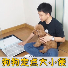 巨小萌宠物训练视频课程训犬训狗狗狗定点上厕所吠叫爆冲护食咬人扑人洗澡吹毛进笼乱吃垃圾乘车擦手脚 课程3定点大小便训练