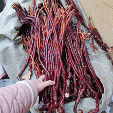 中药材 长白山特产 整枝灵芝草100g克 又名鹿角灵芝 林芝 官方品质灵芝草500克