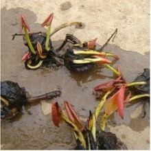 （菜友）大睡莲根块碗莲荷花迷你小睡莲种苗水培植物根茎带芽室外四季阳台盆栽花种子 小睡莲10个 不含盆