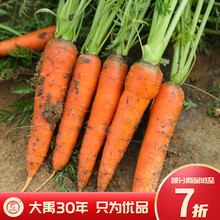 大禹 胡萝卜种子红色水果罗卜种籽夏秋冬蔬菜种孑阳台盆栽种植 红映七寸参胡萝卜种子【肉质细腻】10克/袋