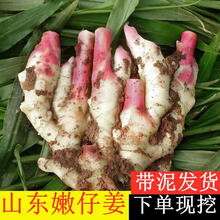 生姜新鲜嫩姜沙姜食用糖醋仔姜鲜嫩红芽大姜批发 【脆嫩无丝嫩姜】 出口红芽嫩姜净重3斤装