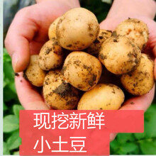 现挖新鲜土豆 5斤/10斤装马铃薯洋芋黄心土豆 精品蔬菜批发 5斤小果【含箱】