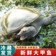 【冷藏发货】公雄大甲鱼鲜活活体食用团鱼鲜活王八中华鳖批发营养老鳖 米金船卡 2.5斤1只 生态大甲鱼