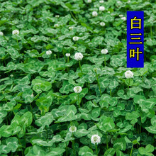蝶沾花 矮生白三叶草籽绿肥种子白花三叶草四季种易活耐寒草坪车轴草种籽地被绿化荒地改良果园耐荫草种 （包衣）车轴草/白三叶 5斤