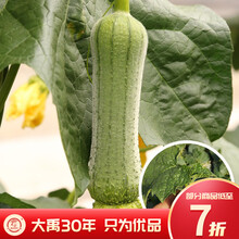 大禹 瓜果蔬菜苗子大全菜苗盆栽各种秧苗韭菜根辣椒苗茄子苗黄瓜苗小番茄苗带土发货四季绿植水培家庭种植 肉丝瓜苗 5棵