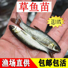 草鱼鱼苗活体淡水养殖草皖鱼苗半斤食蚊鱼大苗饲料四大家鱼草鱼苗 50条6-8厘米草鱼苗