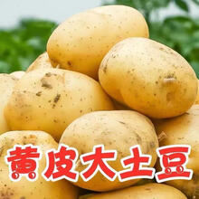【超低价】新鲜黄心土豆批发大马铃薯小土豆现挖现发蔬菜5/10斤 5斤小果