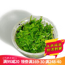 云峰海瑞 鱼缸造景真活体水草草坪水草种子鱼缸草缸造景水族箱装饰前景水草 果冻挖耳草1杯