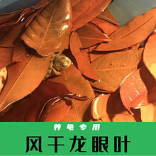 龙眼叶免煮乌龟腐皮养龟用品水族鱼缸榄仁叶懒人调节水质造景龟用 龙眼叶100片