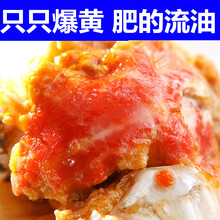 【活鲜】大闸蟹鲜活海鲜水产螃蟹六月黄活体河蟹 塞红康尔 六月黄(1.5-2.1两)6只