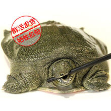 【微山湖野养甲鱼】现杀外塘野养甲鱼生态老鳖 王八真空包装 外塘散养甲鱼(青黄背)活体 【顺丰】3斤  现杀真空包装