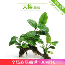 异景园鱼缸造景套餐活体水草植物阴性新手懒人水榕沉木活体真水草淡水无土植物增氧趴地矮珍珠 三头大榕