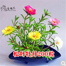 花种子四季种易活套餐室内阳台盆栽绿植物庭院花卉花草种子 松叶牡丹200粒