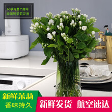 花饰家生活花材家庭插花水养直发盆栽花束白色茉莉花鲜切花新鲜 茉莉一扎 不含花瓶