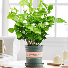 茉莉花盆栽花卉浓香植物室内客厅阳台花苗开花 原盆 【茉莉花】加仑盆