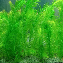 绿菊水草鱼缸好养活体植物造景迷你皇冠蜈蚣真水草造景 20根(约20厘米左右)蜈蚣草 草加沉底杯