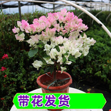 【带花 顺丰发货】重瓣三角梅盆栽树苗爬藤老桩带花苞发货室内外观花植物绿植花卉盆景 绿樱【带花发货】 福建基地【含育苗盆土】